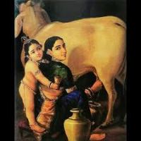 cow_krishna